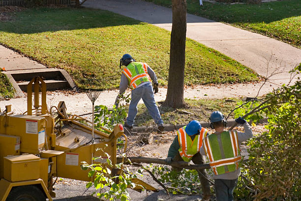 Best Firewood Processing and Delivery  in Santa Nella, CA